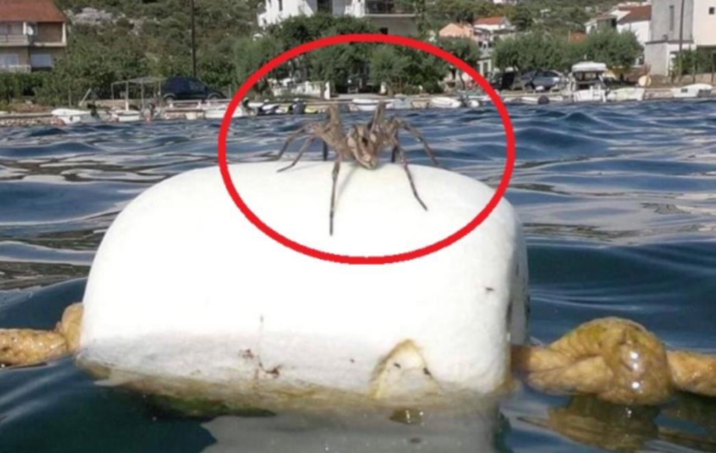 NEMAN NA JADRANSKOJ BOVI Čudovište u moru kod Trogira nešto je do čega definitivno ne bismo željeli doplivati