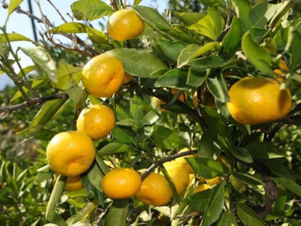 Nedostaje berača mandarina, evo što se sve nudi
