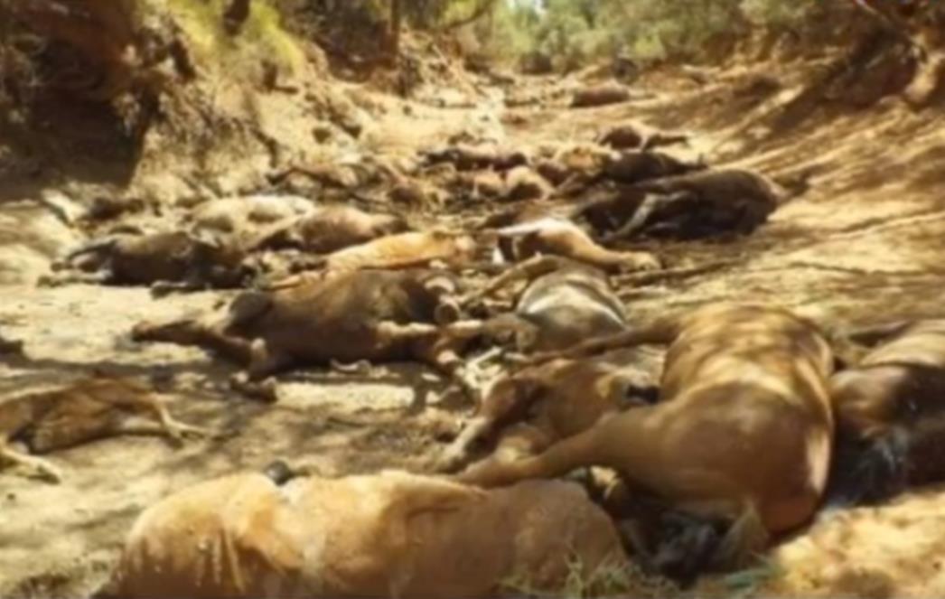 ALARMANTNA SITUACIJA U AUSTRALIJI Od ekstremnih vrućina masovno umiru divlji konji, magarci, šišmiši, čak i deve (VIDEO)