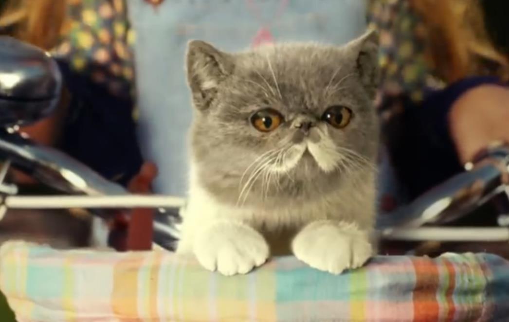 PET MILIJUNA LJUDI POGLEDALO JE OVAJ VIDEO: Mačka koja pjeva apsolutni hit! (VIDEO)