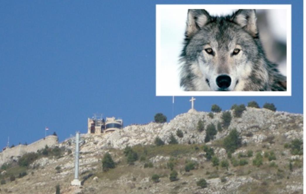 STANOVNICI OKOLICE DUBROVNIKA U STRAHU: Vukovi kolju stoku, a od nadležnih nikakve pomoći!   