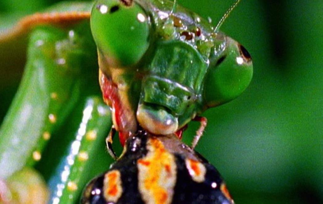 FOTOGRAFIJA DANA: Zelena bogomoljka jede žabu