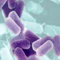 Nijemci osmislili brzinski test za otkrivanje E.coli