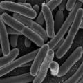 Ne jedite sirovo povrće: E. coli odnijela i prvu žrtvu izvan sjeverne Njemačke