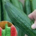 Njemačka: Od bakterije E. coli umrlo 13 osoba