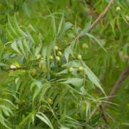 Neem ulje – Prirodni insekticid i bio stimulator za korištenje u poljoprivredi 