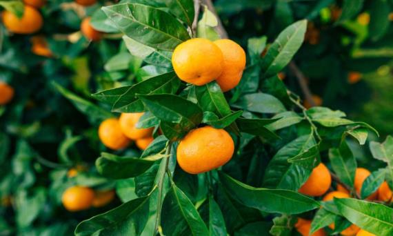 Početak berbe mandarina 2025. godine!